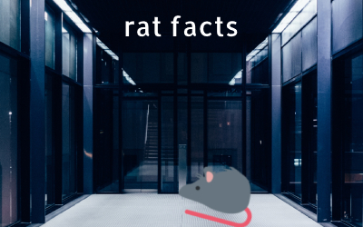 rat facts Discord Bot
